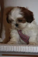 Roy, a male Shih Tzu for sale in Kingsley, MI – Photo 3 of 3