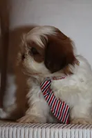 Roy, a male Shih Tzu for sale in Kingsley, MI – Photo 2 of 3