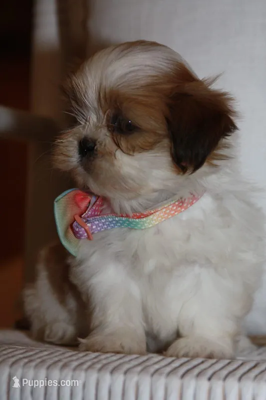 Mabel – Shih Tzu puppy for sale in Kingsley, MI