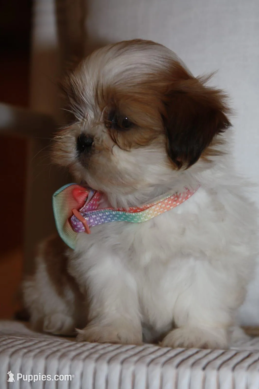 Mabel, a female Shih Tzu for sale in Kingsley, MI – Photo 1 of 3