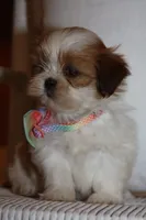 Mabel, a female Shih Tzu for sale in Kingsley, MI – Photo 3 of 3