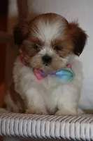 Mabel, a female Shih Tzu for sale in Kingsley, MI – Photo 2 of 3