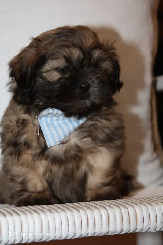 Jack – Shih Tzu puppy for sale in Kingsley, MI