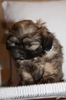 Jack, a male Shih Tzu for sale in Kingsley, MI – Photo 3 of 3