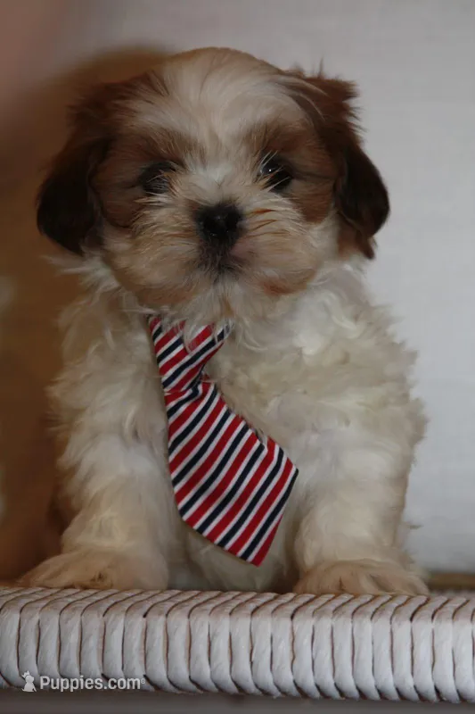 Roy – Shih Tzu puppy for sale in Kingsley, MI