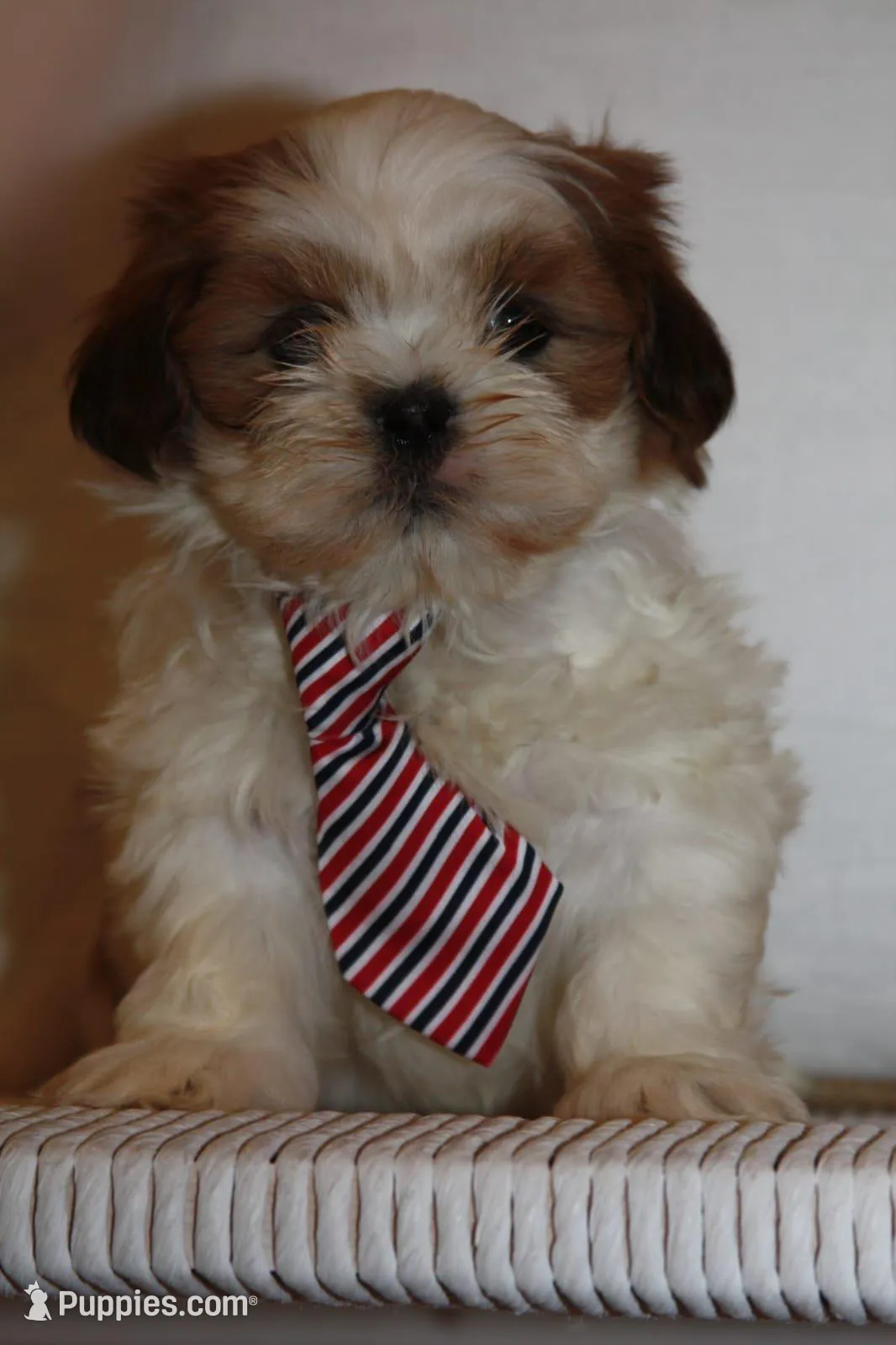 Roy, a male Shih Tzu for sale in Kingsley, MI – Photo 1 of 3