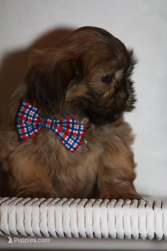 Reuben – Shih Tzu puppy for sale in Kingsley, MI