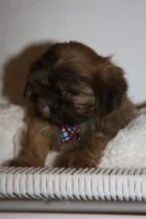 Reuben, a male Shih Tzu for sale in Kingsley, MI – Photo 3 of 3