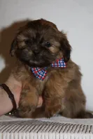 Reuben, a male Shih Tzu for sale in Kingsley, MI – Photo 2 of 3