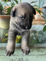 Sonny, a male German Shepherd Dog for sale in Sandusky, OH – 2 of 6