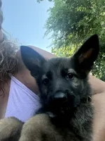 Sonny, a male German Shepherd Dog for sale in Sandusky, OH – 5 of 6
