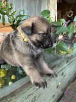 Sonny, a male German Shepherd Dog for sale in Sandusky, OH – 3 of 6
