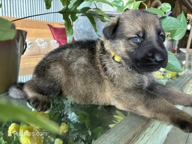 Sonny – German Shepherd Dog puppy for sale in Sandusky, OH
