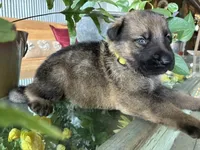 Sonny, a male German Shepherd Dog for sale in Sandusky, OH – 1 of 6
