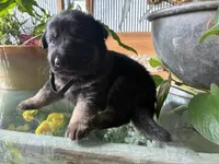 Blackberry, a female German Shepherd Dog for sale in Sandusky, OH – 2 of 3