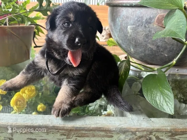 Blackberry – German Shepherd Dog puppy for sale in Sandusky, OH