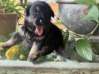 Blackberry, a female German Shepherd Dog for sale in Sandusky, OH – 1 of 3