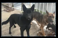 Blackberry, a female German Shepherd Dog for sale in Sandusky, OH – 3 of 3