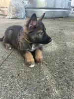Sonny, a male German Shepherd Dog for sale in Sandusky, OH – 4 of 6