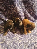 Blue, a male Shih Tzu for sale in Greenbelt, MD – 4 of 5