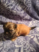 Peach, a female Shih Tzu for sale in Greenbelt, MD – 1 of 5