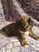Lemon , a male Shih Tzu for sale in Greenbelt, MD – 2 of 5