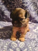 Peach, a female Shih Tzu for sale in Greenbelt, MD – 2 of 5