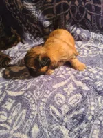 Peach, a female Shih Tzu for sale in Greenbelt, MD – 4 of 5