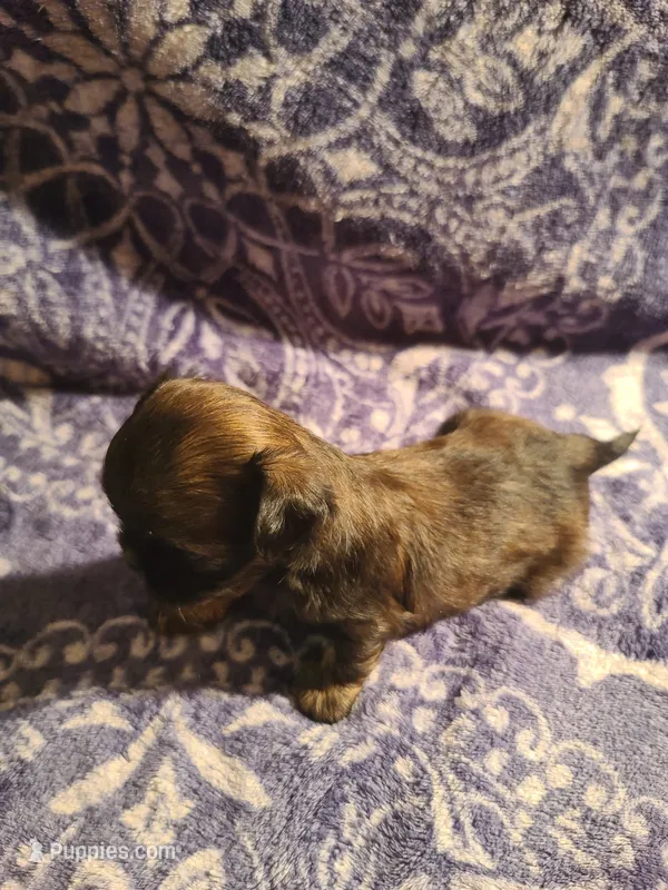 Blue – Shih Tzu puppy for sale in Greenbelt, MD