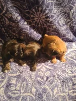 Lemon , a male Shih Tzu for sale in Greenbelt, MD – 5 of 5