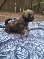 Baby , a male Shih Tzu for sale in Greenbelt, MD – 2 of 4