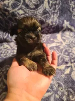 Blue, a male Shih Tzu for sale in Greenbelt, MD – 2 of 5