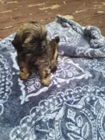 Baby , a male Shih Tzu for sale in Greenbelt, MD – 4 of 4