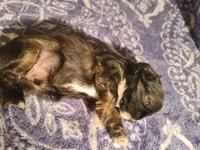 Lemon , a male Shih Tzu for sale in Greenbelt, MD – 3 of 5