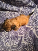 Peach, a female Shih Tzu for sale in Greenbelt, MD – 5 of 5