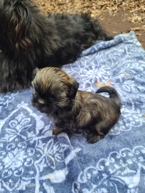 Blue – Shih Tzu puppy for sale in Greenbelt, MD