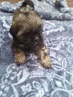 Baby , a male Shih Tzu for sale in Greenbelt, MD – 3 of 4