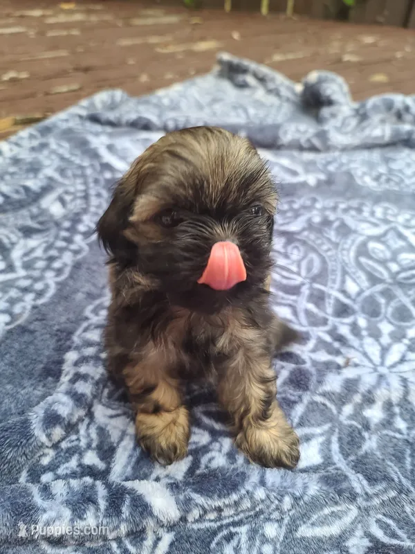 Blue – Shih Tzu puppy for sale in Greenbelt, MD