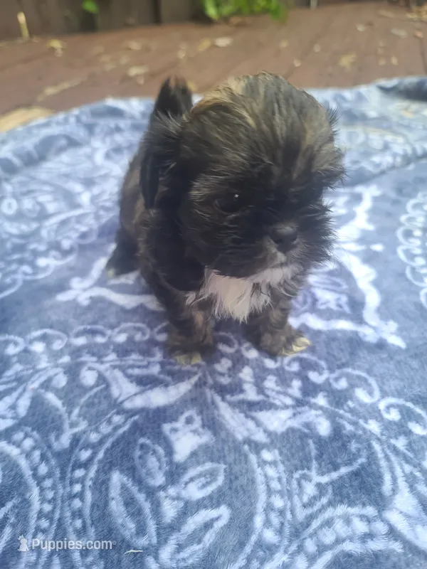 Lemon  – Shih Tzu puppy for sale in Greenbelt, MD
