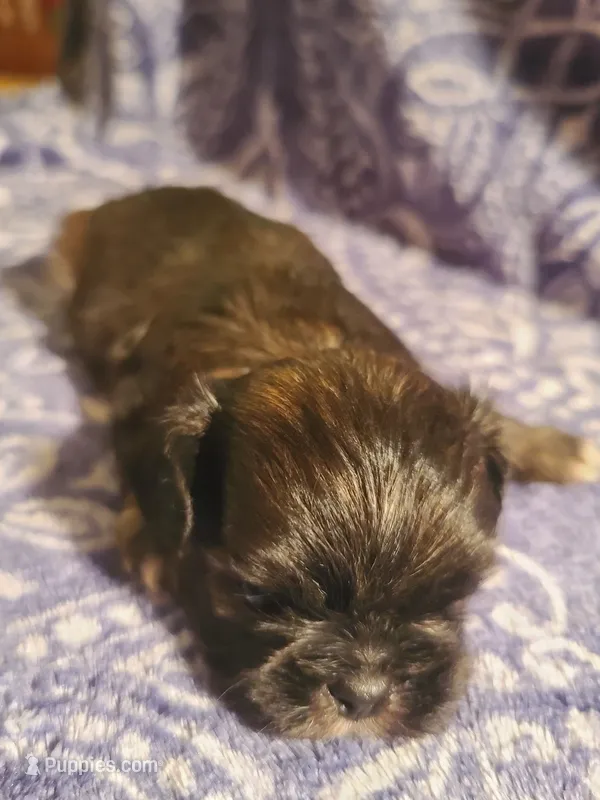 Lemon  – Shih Tzu puppy for sale in Greenbelt, MD
