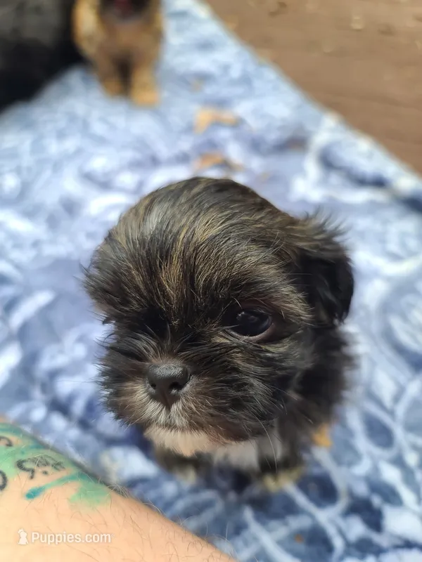 Lemon  – Shih Tzu puppy for sale in Greenbelt, MD