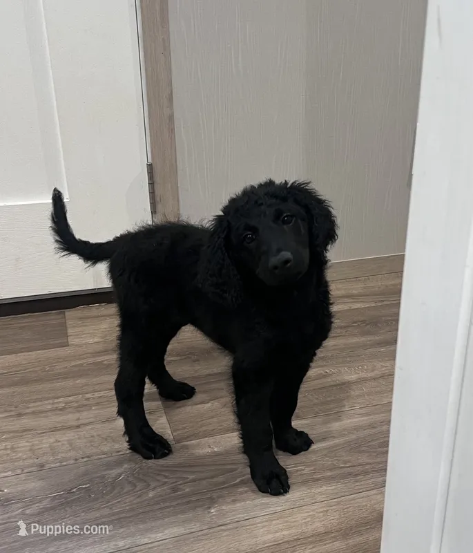Stella  – Double Doodle puppy for sale in Salisbury, NC