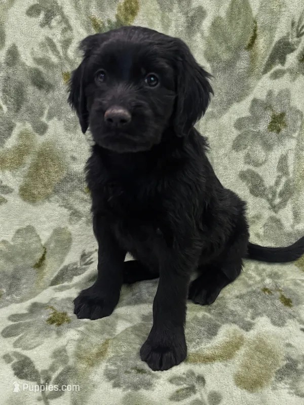 Oliver  – Double Doodle puppy for sale in Salisbury, NC