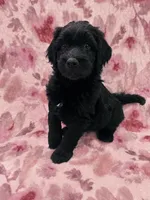 Rosie  , a female Double Doodle for sale in Salisbury, NC – 2 of 2