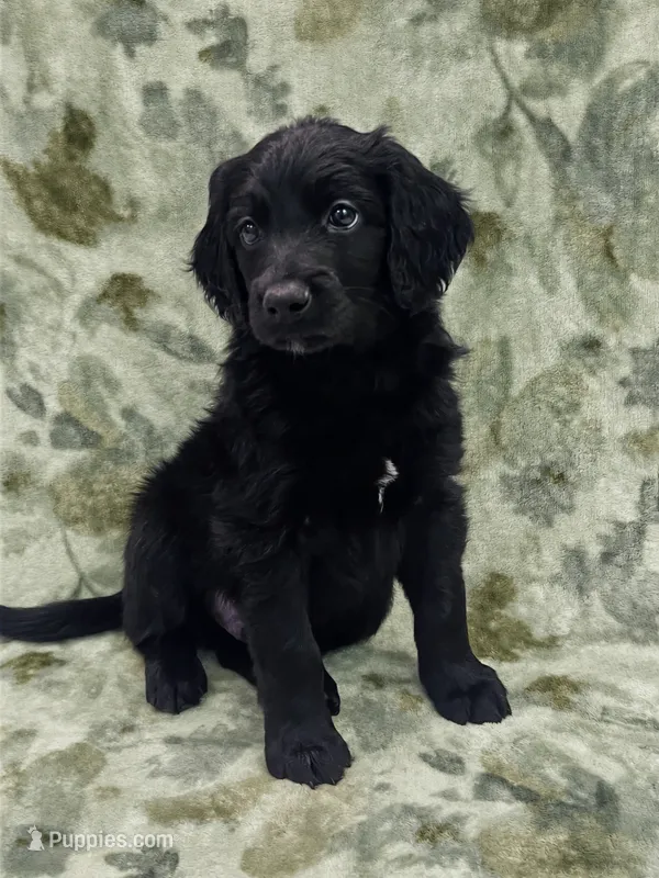 Charlie  – Double Doodle puppy for sale in Salisbury, NC