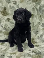Charlie , a male Double Doodle for sale in Salisbury, NC – 1 of 2