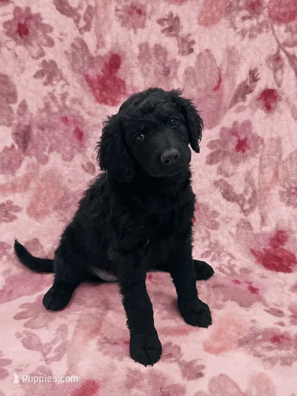 Stella  – Double Doodle puppy for sale in Salisbury, NC