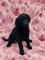 Stella , a female Double Doodle for sale in Salisbury, NC – 1 of 2