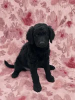 Stella , a female Double Doodle for sale in Salisbury, NC – 2 of 2