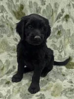 Oliver , a male Double Doodle for sale in Salisbury, NC – 2 of 2